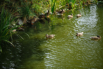 wild ducks swim in the lake among the stones
