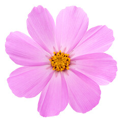 Obraz premium cosmos flower isolated on white background. Pink cosmos. Clipping path