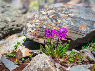 Purple mountain Primrose flowers background. Bush Primrose purple plant with purple small blossom grow in stone garden