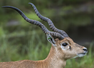 Great close up shot of a beautiful impala antelope © Adrian De La Paz/Wirestock
