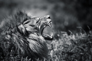 Side portrait of a male Lion yawning roaring mouth open black and white