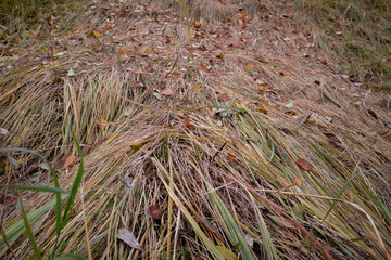 flat lay background of old grey grass in an autumn meadow, Dry grass on the edge of the forest.