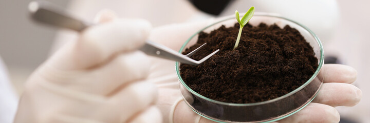 Scientist taking green plant from ground from petri dish with tweezers in laboratory closeup