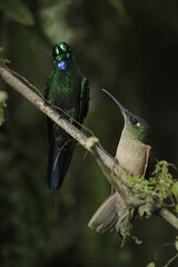 Fototapeta premium Couple of hummingbirds on a branch