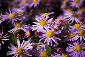 flowers in the garden