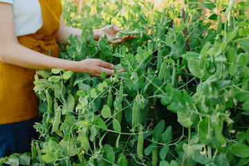 a European woman in an orange apron is harvesting cucumbers and peas in her garden. a woman gardener or farmer waters and takes care of vegetables and fruits on her farm. grow cucumbers tomatoes and