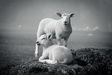 Two lambs on sitting on a tree stump one standing misty day one looking at the camera © Karen