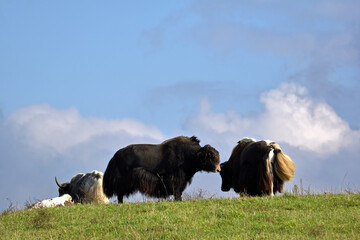 Bisonherde
