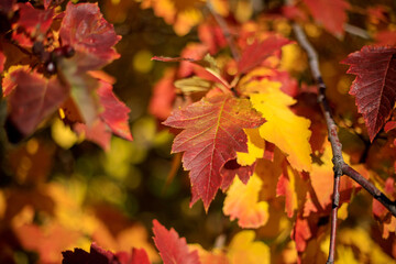 Naklejka na ściany i meble Yellow, orange autumn leaves. beautiful background. In the sunlight. Golden Autumn