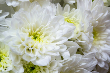 Close-up of white chrysanthemums with yellow middles. Flowers, bouquet, white