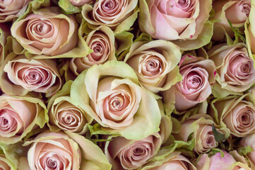 Background of yellow roses with pink middles, top view