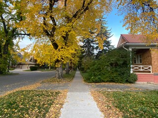 Fall colours in the trees in Calgary Alberta