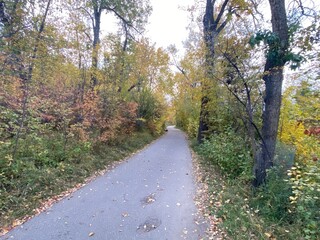 Fall colours in the trees in Calgary Alberta