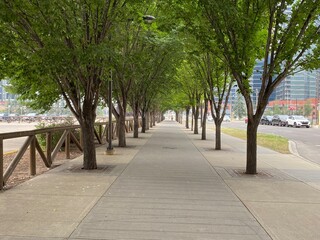 Fall colours in the trees in Calgary Alberta
