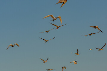 flock of seagulls in flight, danube delta, romania
