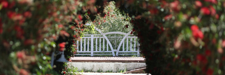 Fototapeta premium Pedestrian road going in middle of flower avenue of roses background
