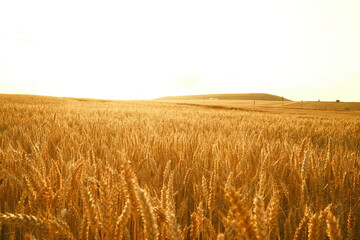 Getreidefeld mit goldenen Sonnenschein