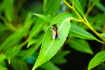 bee on a leaf