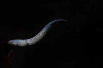 Dark moody texas longhorn cow horn isolated on black background.