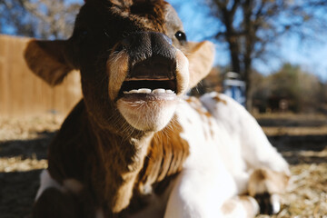 Young bull calf making flehmen response face close up on farm.