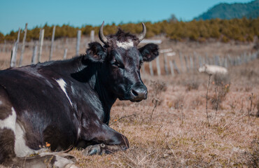 cow on the pasture