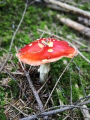 Rotkäppchen im Wald 