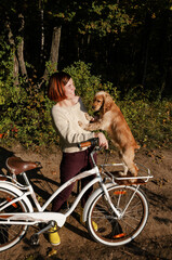 English cocker spaniel standing on a bicycle basket and playing with her young female owner who is...