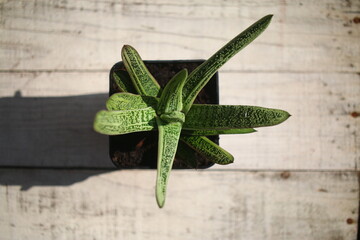  Gasteria batesiana Little Warty