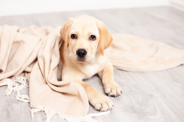 Cute Labrador puppy lies on the floor under the blanket of the house. Pet. Dog.