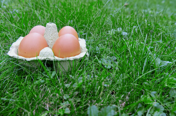Egg box with brown eggs on a green field