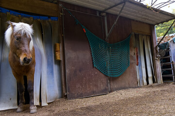Brown Icelandic horse with white mane looks out of the stable