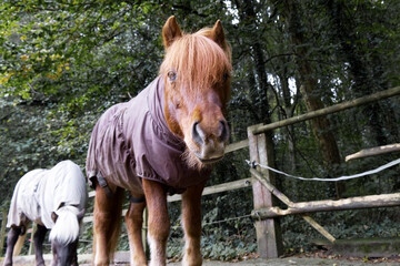 Close up of brown Icelandic horse looking at camera