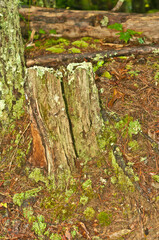 tree trunk with tree cut off and fungus grow on the surfaces, in a forest, in blue ridge mountains, on a chilly, wet, rainy, day in Georgia