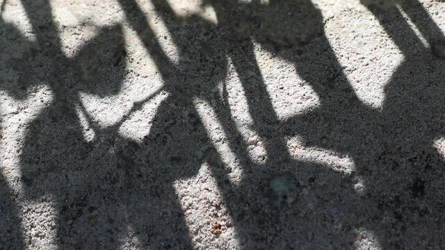 Abstract beauty and patterns in nature. Beautifully moving shadows of Wrightia antidysenterica tree reflected on a concrete floor.