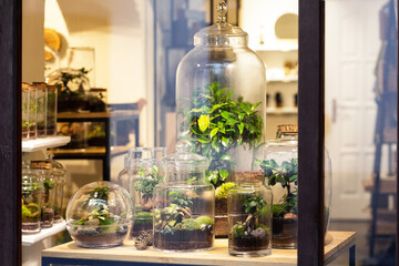Bonsai trees in a glass jar on the showcase. Shot from outside through the window