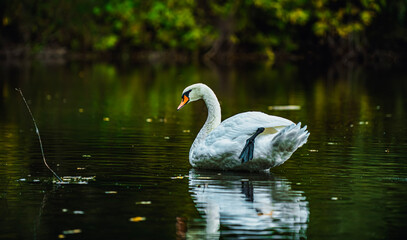 Fototapeta premium swan on the lake