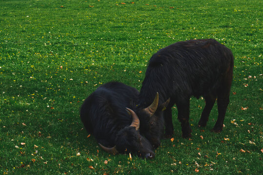 Two bulls are playing on a green meadow, the bulls are playing 