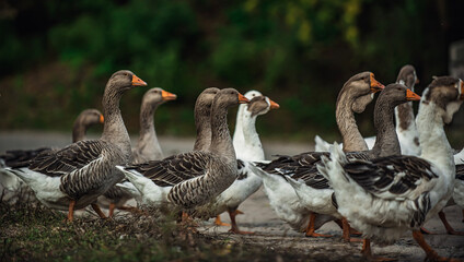 geese on the beach