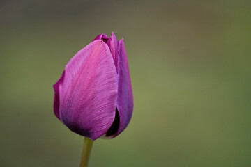 Closeup shot of a purple prince tulip