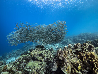 Seascape with Bait Ball, School of Fish in the turquoise water of coral reef in Caribbean Sea, Curacao