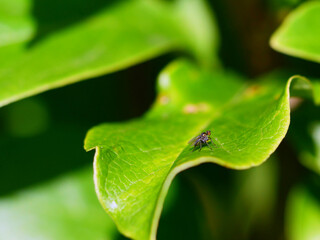 litlle fly on a green and shiny leaf