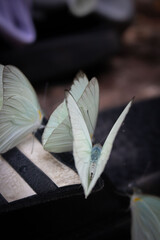 Corpo de borboleta pousada no chinelo em meio a Floresta Amaz&ocirc;nica.