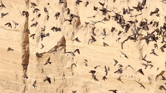 hundreds of birds scurry about in flight