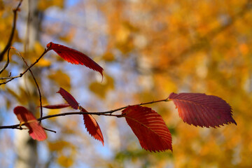 A branch with red autumn elm leaves in October with place for text