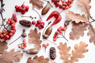 Autumn pattern with oak leaves, rowan berries, acorns, physalis, dried flowers, forest cones. Top view. Natural forest materials for creativity collected on a white background