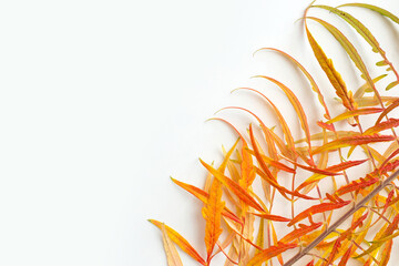 Close up od a branch with bright yellow and orange leaves. Colorful autumn fall leaf on a white background.