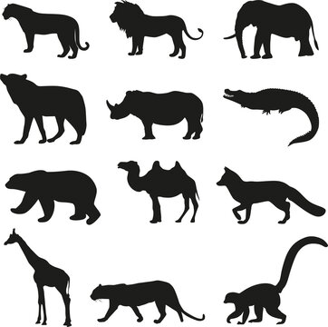 Vector silhouette of wild animals. Tiger, lion, elephant, wolf, rhinoceros, crocodile, bear, camel, fox, giraffe, leopard, lemur.