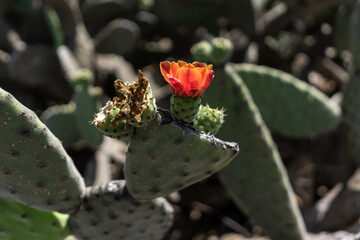 Flowers of a cactus in the nature.