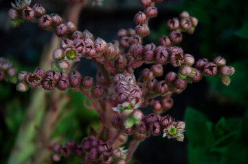 Saxifrage flower paniculata. High quality photo