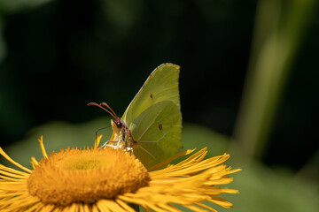 butterfly on a flower